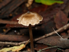 Entoloma aromaticum