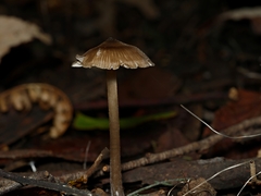 Entoloma aromaticum
