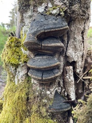 Phellinus