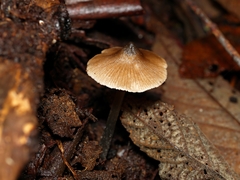 Entoloma aromaticum