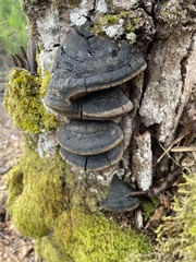 Phellinus