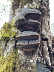 Phellinus