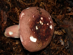 Russula lenkunya