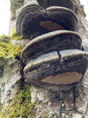 Phellinus