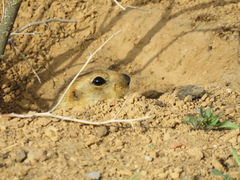 Spermophilus fulvus