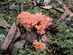 Ramaria anziana