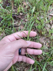 Carex austrina