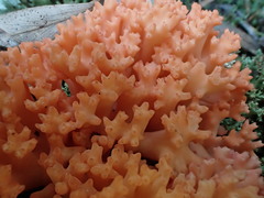 Ramaria anziana