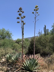 Agave murpheyi