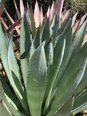 Agave murpheyi