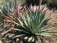 Agave murpheyi