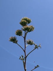 Agave murpheyi
