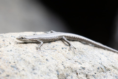 Cryptoblepharus eximius