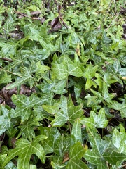 Hedera