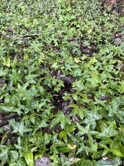Hedera