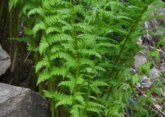 Athyrium distentifolium