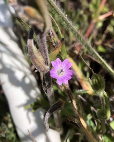 iNaturalist observation photo of Dove's-foot crane's-bill