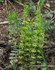 Cruciata glabra