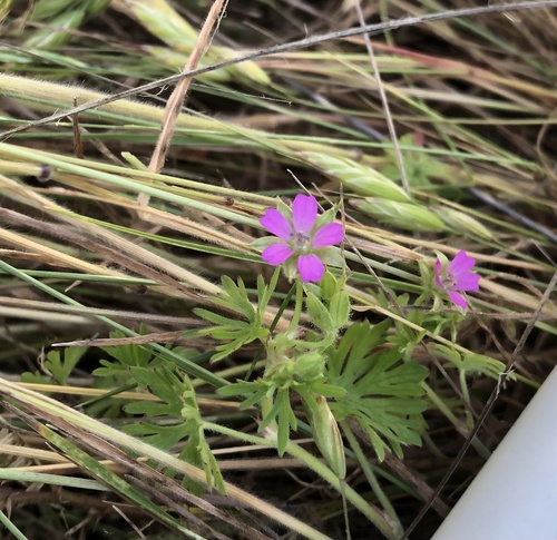 iNaturalist observation photo of Cut-leaved crane's-bill