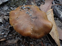 Cortinarius clelandii