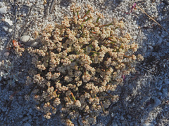 Psammotropha anguina