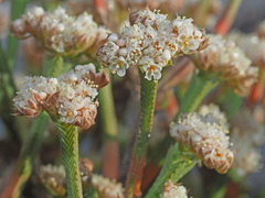 Psammotropha anguina