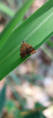 Choreutis achyrodes