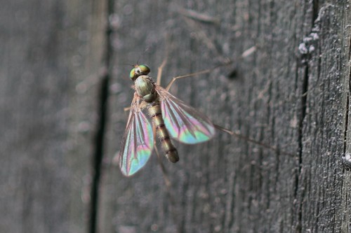 Sciapus platypterus, photo 4 of 10