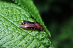Proconiini