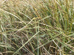 Carex spissa