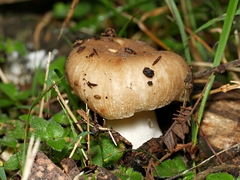 Russula neerimea