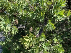 Melaleuca