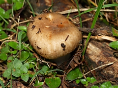 Russula neerimea