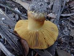 Cortinarius clelandii
