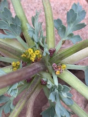 Cymopterus longipes