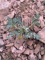 Cymopterus longipes