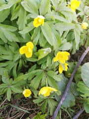 Anemonoides ranunculoides