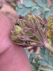 Cymopterus longipes