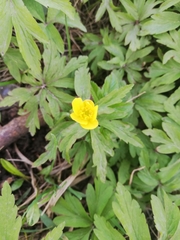 Anemonoides ranunculoides