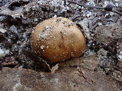 Cortinarius clelandii