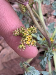 Cymopterus longipes