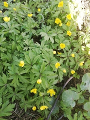 Anemonoides ranunculoides