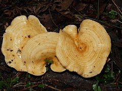 Multifurca stenophylla