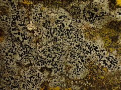 Buellia cranwelliae