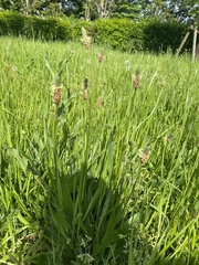 Plantago lanceolata