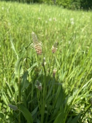 Plantago lanceolata