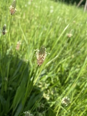 Plantago lanceolata