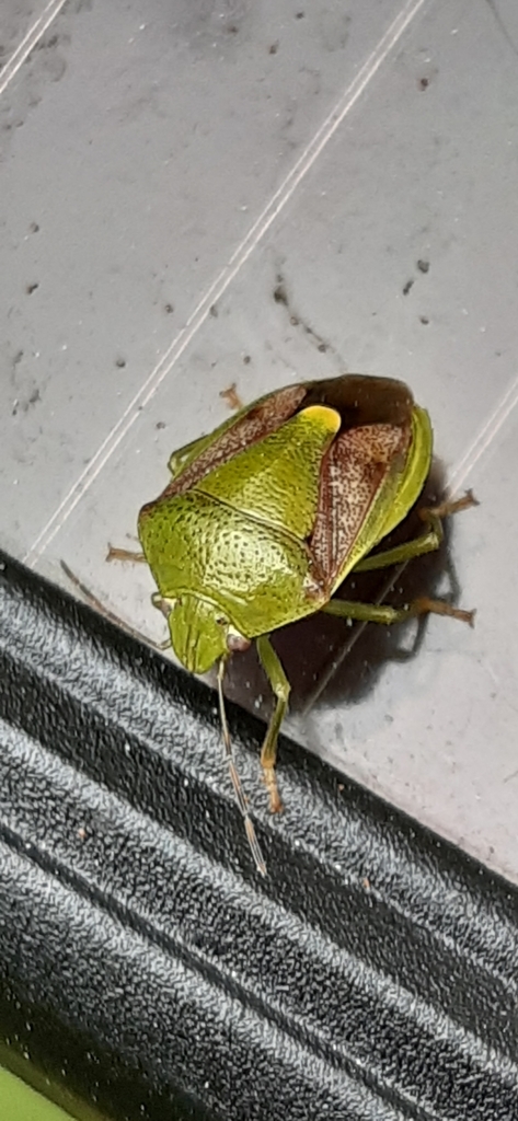 Plautia brunnipennis