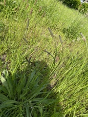 Plantago lanceolata