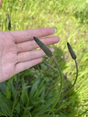 Plantago lanceolata